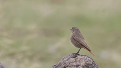 Kara Kızılkuyruk (Phoenicurus ochruros) - Malatya / Pütürge kuş fotoğrafı