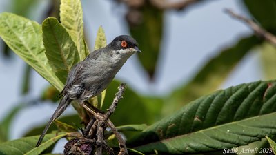 Maskeli Ötleğen (Curruca melanocephala) - KKTC / Güzelyurt kuş fotoğrafı