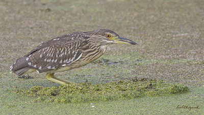 Gece Balıkçılı (Nycticorax nycticorax) - Tokat / Merkez kuş fotoğrafı