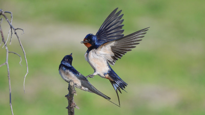 Kır Kırlangıcı (Hirundo rustica) - Samsun / Bafra kuş fotoğrafı