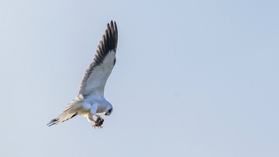 Ak Çaylak (Elanus caeruleus) - Mersin / Silifke kuş fotoğrafı