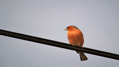 İspinoz (Fringilla coelebs) - Ankara / Gölbaşı kuş fotoğrafı