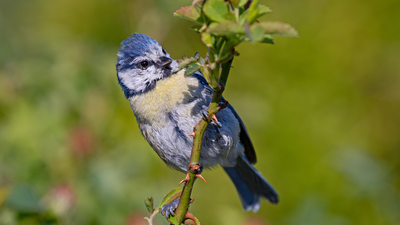 Mavi Baştankara (Cyanistes caeruleus) - Ankara / Keçiören kuş fotoğrafı