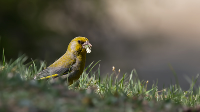 Florya (Chloris chloris) - Ankara / Kahramankazan kuş fotoğrafı