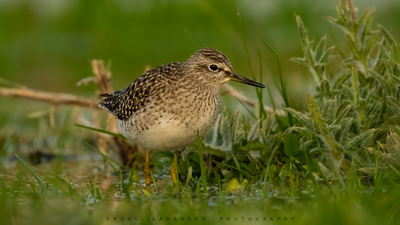 Orman Düdükçünü (Tringa glareola) - Eskişehir / Tepebaşı kuş fotoğrafı