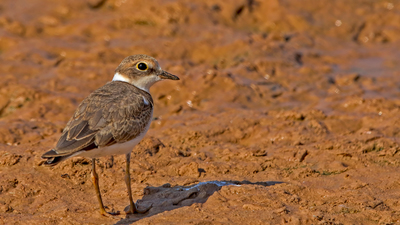 Halkalı Küçük Cılıbıt (Charadrius dubius) - Konya / Kulu kuş fotoğrafı