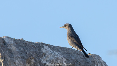 Gökardıç (Monticola solitarius) - Antalya / Kaş kuş fotoğrafı