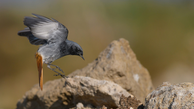 Kara Kızılkuyruk (Phoenicurus ochruros) - KKTC / Girne kuş fotoğrafı
