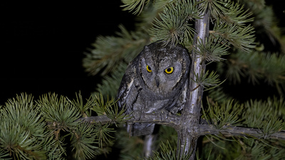İshakkuşu (Otus scops) - Malatya / Yeşilyurt kuş fotoğrafı
