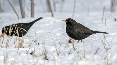 Karatavuk (Turdus merula) - Ankara / Keçiören kuş fotoğrafı