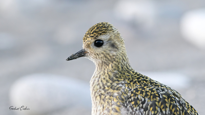 Altın Yağmurcun (Pluvialis apricaria) - Kastamonu / Abana kuş fotoğrafı