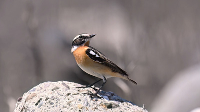Çayır Taşkuşu (Saxicola rubetra) - Zonguldak / Kozlu kuş fotoğrafı