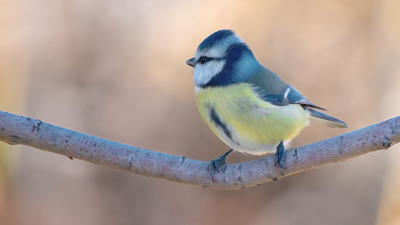 Mavi Baştankara (Cyanistes caeruleus) - Ankara / Ayaş kuş fotoğrafı