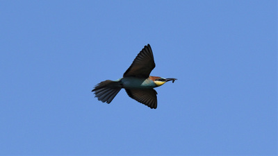 Arıkuşu (Merops apiaster) - Zonguldak / Çaycuma kuş fotoğrafı
