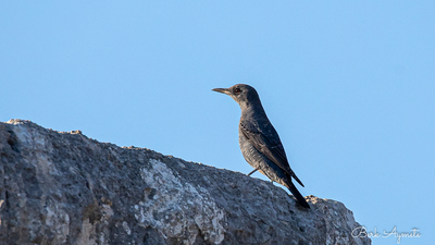 Gökardıç (Monticola solitarius) - Antalya / Kaş kuş fotoğrafı