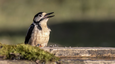 Orman Alaca Ağaçkakanı (Dendrocopos major) - Bilecik / Bozüyük kuş fotoğrafı