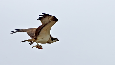 Balık Kartalı (Pandion haliaetus) - Malatya / Arguvan kuş fotoğrafı