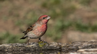 Çütre (Carpodacus erythrinus) - Bilecik / Bozüyük kuş fotoğrafı