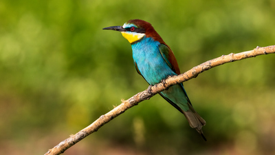 Arıkuşu (Merops apiaster) - Eskişehir / Odunpazarı kuş fotoğrafı