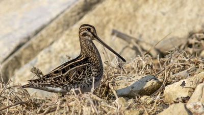 Suçulluğu (Gallinago gallinago) - Ankara / Gölbaşı kuş fotoğrafı