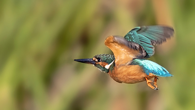 Yalıçapkını (Alcedo atthis) - Bursa / Nilüfer kuş fotoğrafı