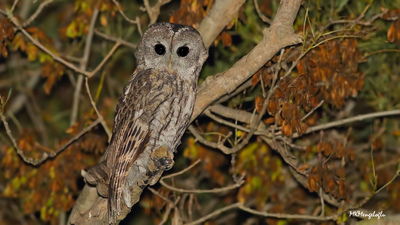 Alaca Baykuş (Strix aluco) - Samsun / Bafra kuş fotoğrafı