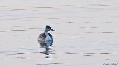 Bahri (Podiceps cristatus) - Kastamonu / Abana kuş fotoğrafı