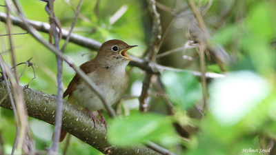 Bülbül (Luscinia megarhynchos) - Kastamonu / Abana kuş fotoğrafı