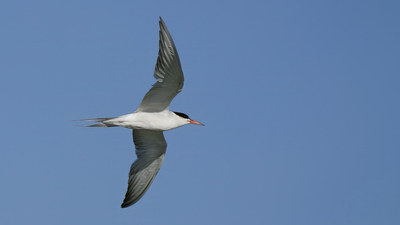Sumru (Sterna hirundo) - Ankara / Gölbaşı kuş fotoğrafı