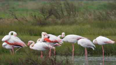 Flamingo kuş fotoğrafı