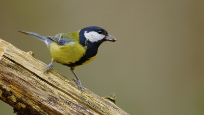 Büyük Baştankara (Parus major) - İstanbul / Sarıyer kuş fotoğrafı