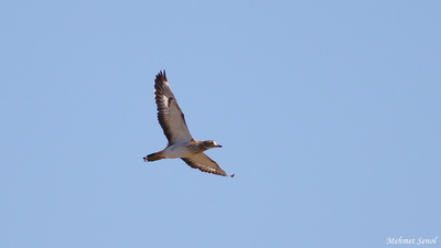 Kocagöz (Burhinus oedicnemus) - Kastamonu / Abana kuş fotoğrafı