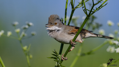 Akgerdanlı Ötleğen (Curruca communis) - - / - kuş fotoğrafı