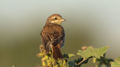 Kızılsırtlı Örümcekkuşu (Lanius collurio) - KKTC / Lefkoşa kuş fotoğrafı