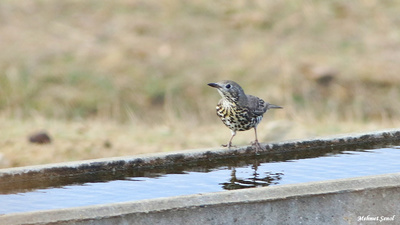 Ökse Ardıcı (Turdus viscivorus) - Ankara / Nallıhan kuş fotoğrafı