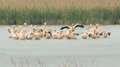 Ak Pelikan (Pelecanus onocrotalus) - Mersin / Silifke kuş fotoğrafı