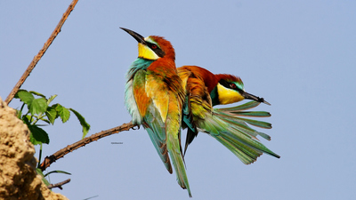 Arıkuşu (Merops apiaster) - Adana / Seyhan kuş fotoğrafı