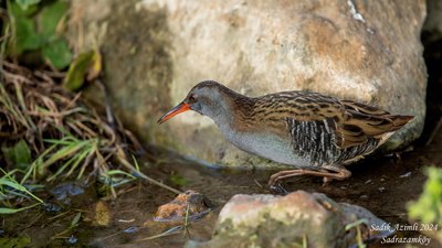 Sukılavuzu (Rallus aquaticus) - KKTC / Girne kuş fotoğrafı