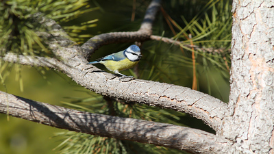 Mavi Baştankara (Cyanistes caeruleus) - Tokat / Zile kuş fotoğrafı