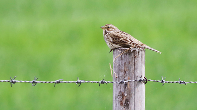 Tarla Çintesi (Emberiza calandra) - Bolu / Yeniçağa kuş fotoğrafı