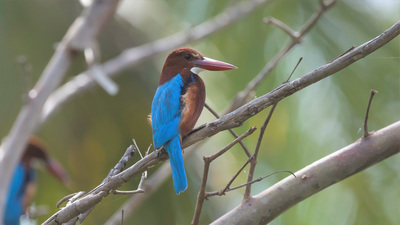 İzmir Yalıçapkını (Halcyon smyrnensis) - - / - kuş fotoğrafı