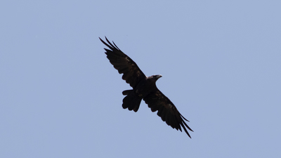Kuzgun (Corvus corax) - Tokat / Zile kuş fotoğrafı