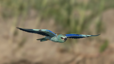 Gökkuzgun (Coracias garrulus) - Malatya / Battalgazi kuş fotoğrafı