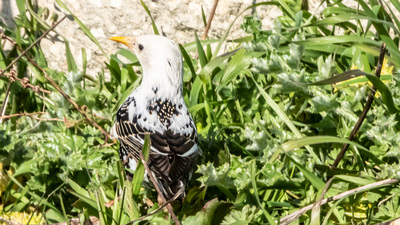 Sığırcık (Sturnus vulgaris) - Edirne / Enez kuş fotoğrafı