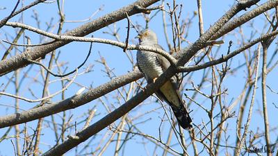 Guguk (Cuculus canorus) - Kastamonu / Abana kuş fotoğrafı