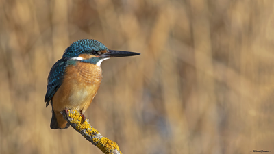 Yalıçapkını (Alcedo atthis) - Tokat / Sulusaray kuş fotoğrafı