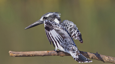 Alaca Yalıçapkını (Ceryle rudis) - Osmaniye / Kadirli kuş fotoğrafı
