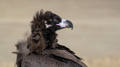 Kara Akbaba (Aegypius monachus) - - / - kuş fotoğrafı