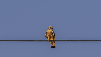Küçük Kerkenez (Falco naumanni) - Malatya / Arguvan kuş fotoğrafı