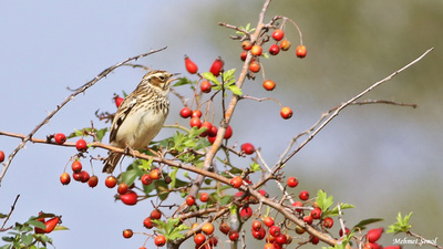 Orman Toygarı (Lullula arborea) - Bursa / Karacabey kuş fotoğrafı